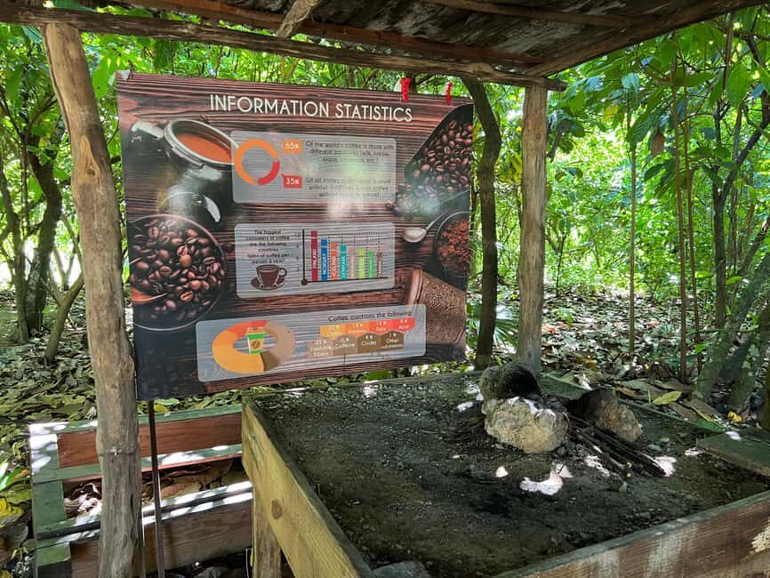 Punta Cana: Coffee Plantation, Chocolate, and Sugar Cane … - Chocolate hut and cacao lessons: why this ingredient matters
