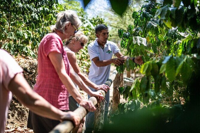Punta Cana: Cultural half-day tours in the Dominican Republic - Playa Macao finish: how to make the beach time count