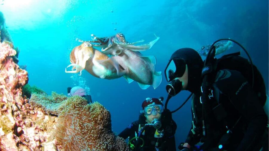 Punta Cana: Dive the Coral Paradise of Catalina Island - Getting there from Punta Cana and what the timing means