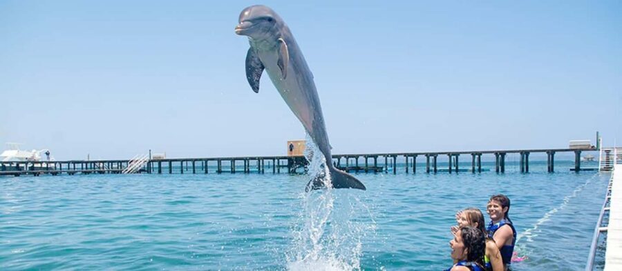 Punta Cana Dolphin Adventure: 40-Minute Interaction - Swim level: beginners are covered, but listen closely