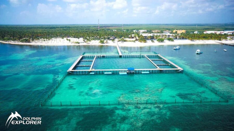 Punta Cana Dolphin Adventure: 40-Minute Interaction - Dolphin Explorer in Punta Cana: what the trainers do with you