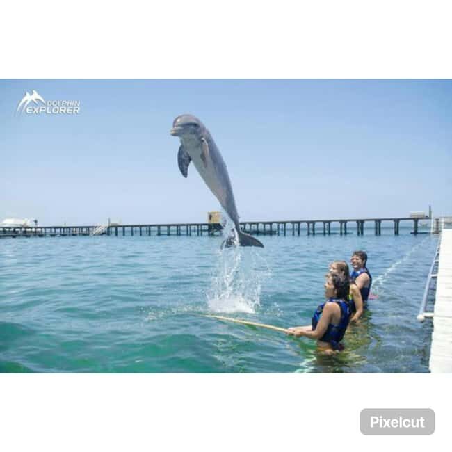 Punta Cana: Dolphin Park Entry and Swim with Dolphins - After the Water: The Sea Lion Show Adds Real Momentum