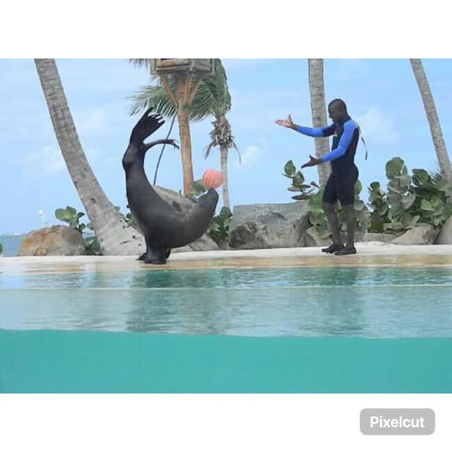 Punta Cana: Dolphin Park Entry and Swim with Dolphins - Who This Works Best For (and Who Should Skip It)