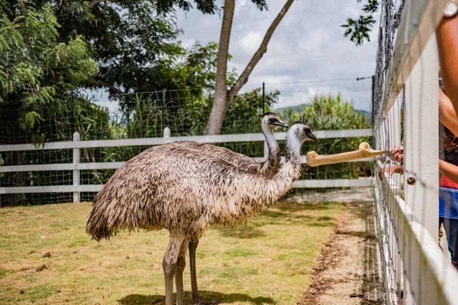 Punta Cana: Eco Park Safari Adventure - Punta Cana Eco Park Safari Adventure: What You’re Really Signing Up For
