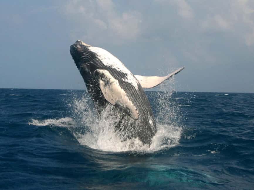 Punta Cana: Excursión a Samaná, Cayo Levantado y El Limón - Humpback whale watching in Samaná Bay: how the viewing works