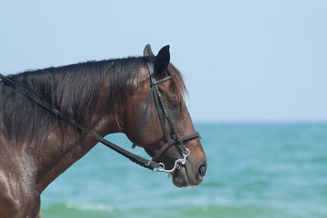 Punta Cana Horseback Riding Adventure - Private beach swim: how to avoid photo disappointment