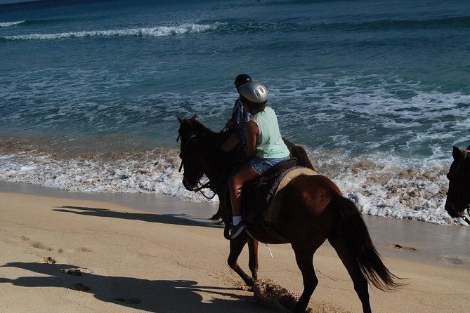 Punta Cana Horseback Riding on the Beach - The Water Moment: Cooling Off and Wildlife Close Encounters