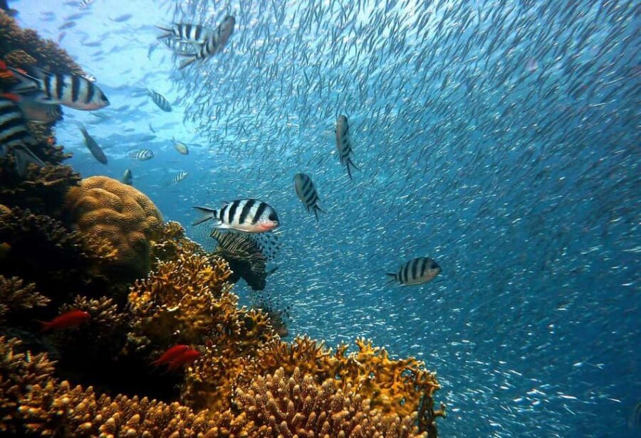 Punta Cana: Island escape to catalina • snorkeling & lunch - Snorkeling at The Aquarium: what to expect in the water