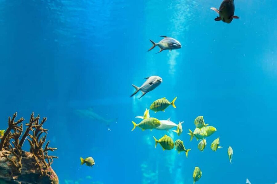 Punta Cana: Island escape to catalina • snorkeling & lunch - Group size, energy level, and who this tour fits best