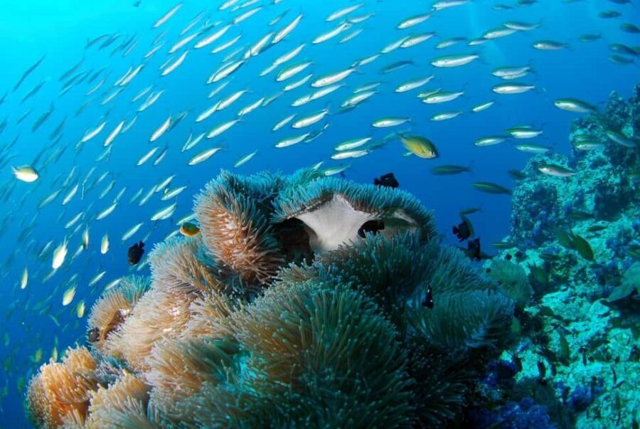 Punta Cana: Island escape to catalina • snorkeling & lunch - Getting the timing right: transfers, the shopping stop, and where you actually lose time