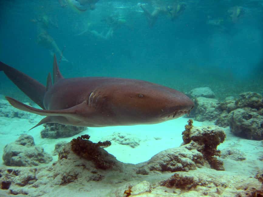 Punta Cana: Marinarium Snorkeling Cruise - Key Things to Know Before You Go
