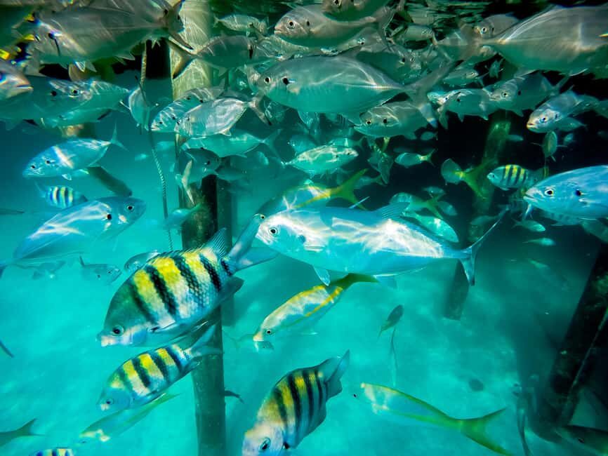 Punta Cana: Marinarium Snorkeling Cruise - From Resort Pickup to Boarding: The Start Matters in Punta Cana