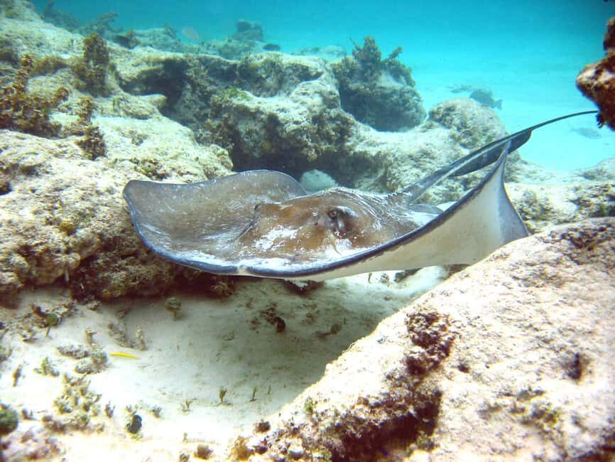 Punta Cana: Marinarium Snorkeling Cruise - What to Pack (and What They Actually Don’t Want)