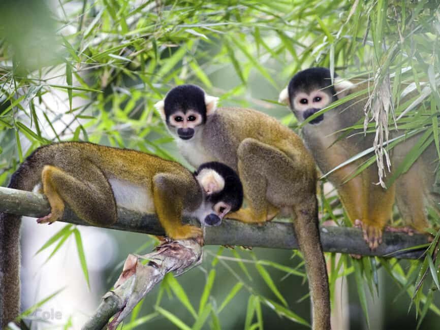 Punta Cana: Monkey Adventure by Jhoraji With Hotel Pick-Up - Key Things You’ll Notice Right Away