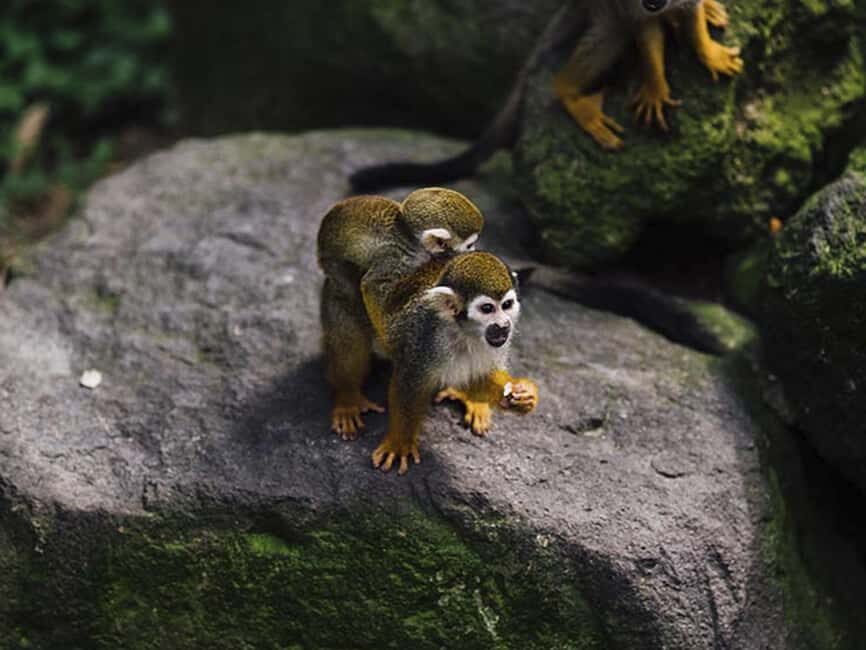 Punta Cana: Monkey Adventure by Jhoraji With Hotel Pick-Up - A 3-Hour Monkey Adventure That Moves Fast (La Altagracia)