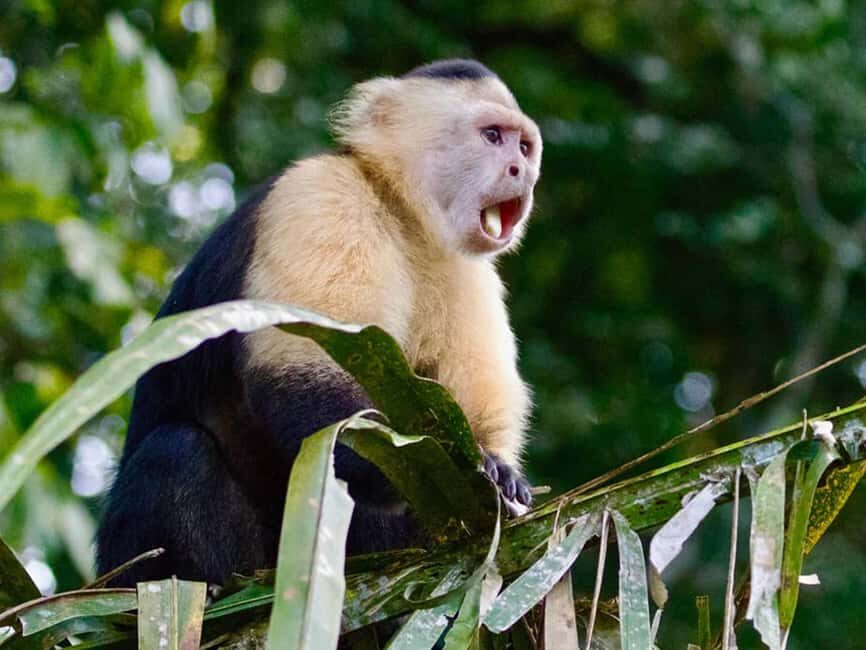 Punta Cana: Monkey Adventure by Jhoraji With Hotel Pick-Up - Meet the Four Monkey Species (And What Makes Each One Different)