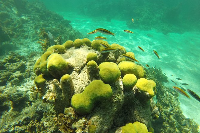 Punta Cana Private Cruise up to 10 people - Snorkeling at the Coral Nursery: what you’ll see and why it’s special