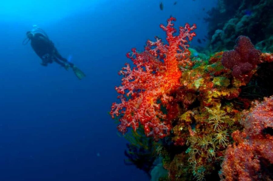 Punta Cana: Reef Diving Adventure Explore Underwater Wonders - Warm-Water Reef Time Off Punta Cana Coast