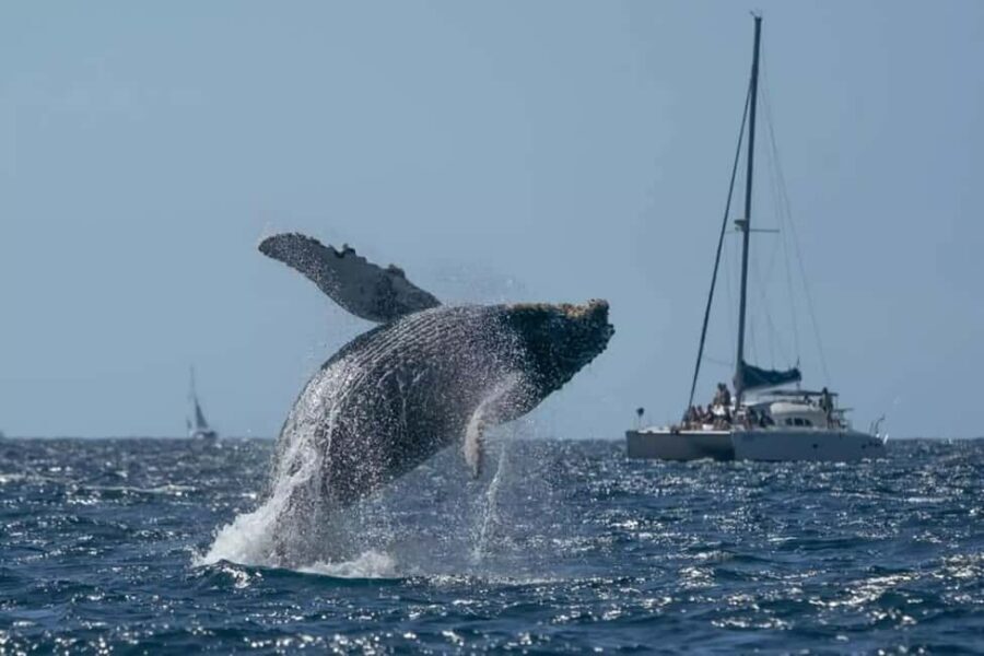 Punta Cana: Samaná Whale Watching and El Limón Day Tour - A long day on the Samaná Peninsula: what 10 hours really feels like
