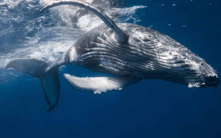 Punta Cana: Samana Whale Watching Cruise - Key things to know before you go