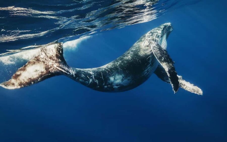 Punta Cana: Samana Whale Watching Cruise - Whale Watching From Punta Cana: what you’re really buying