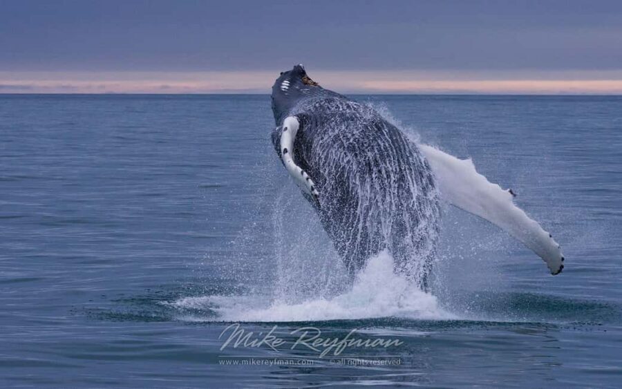 Punta Cana: Samana Whale Watching Cruise - When the day expands: horseback riding and waterfalls in some departures