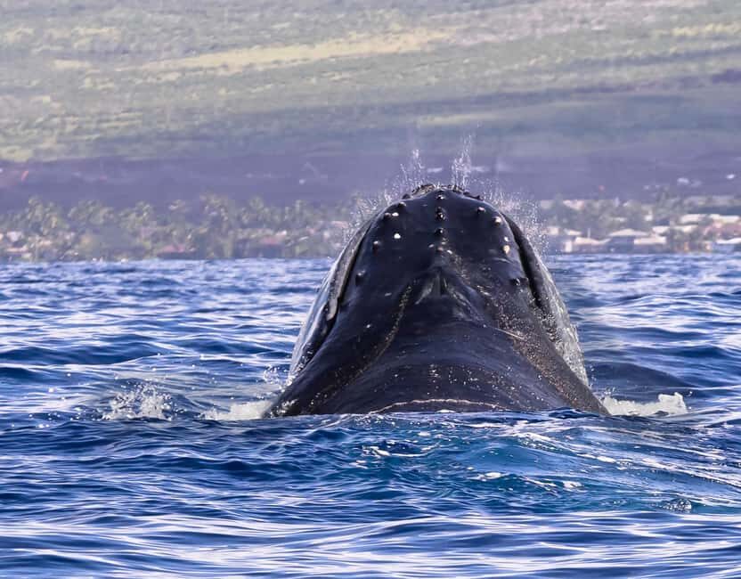 Punta Cana: Samana Whale Watching Cruise - Price and logistics: getting value out of a cheap whale day
