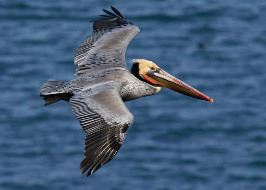 Punta Cana: Samana Whale Watching Cruise - Should you book this Punta Cana whale watching cruise?