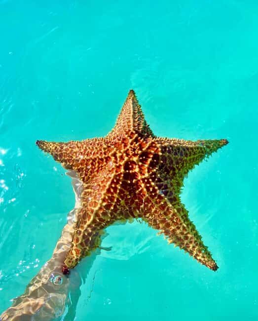 Punta Cana: Saona Island VIP | Private Beach, Open Bar & Lunch - Key points to know before you go