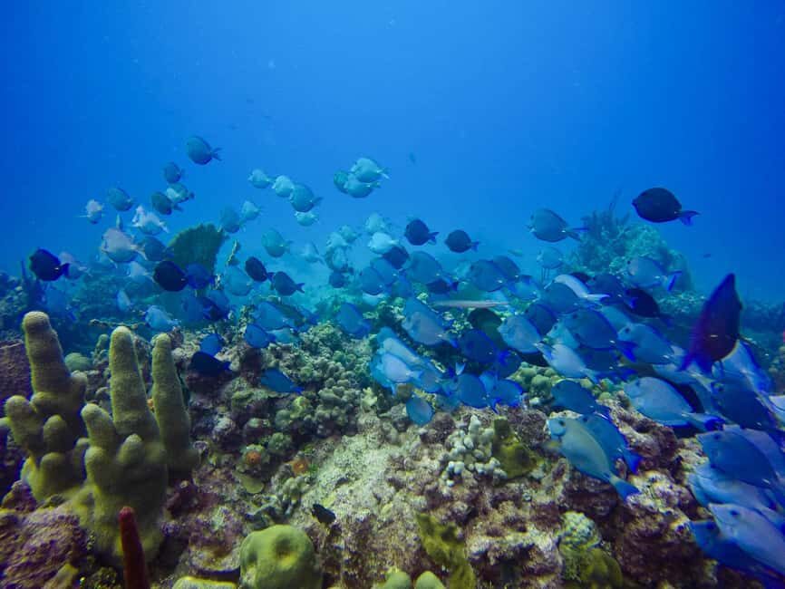 Punta Cana: Scuba Diving Adventure to Catalina Island - Key highlights to know before you go