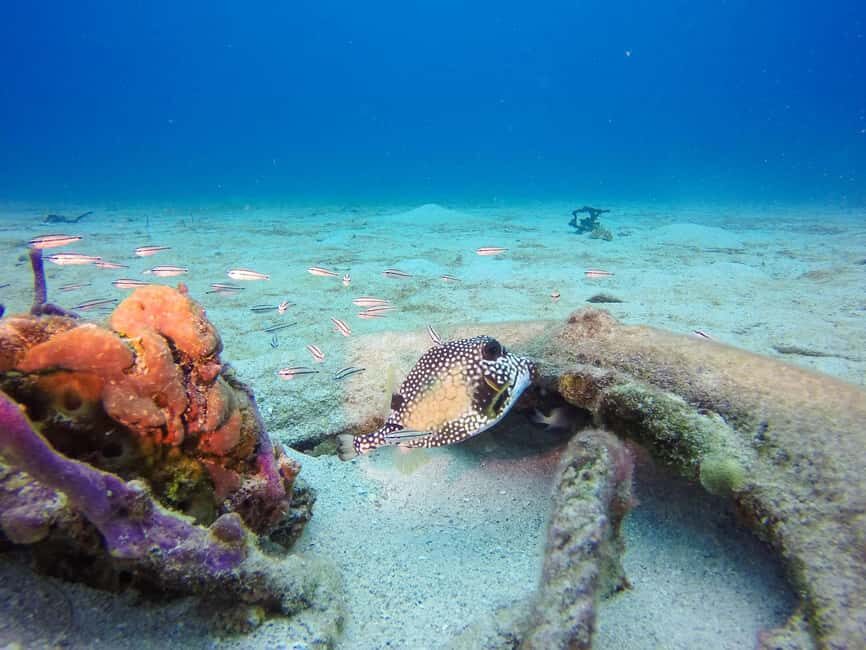 Punta Cana: Scuba Diving Adventure to Catalina Island - What to pack (and what to leave alone)