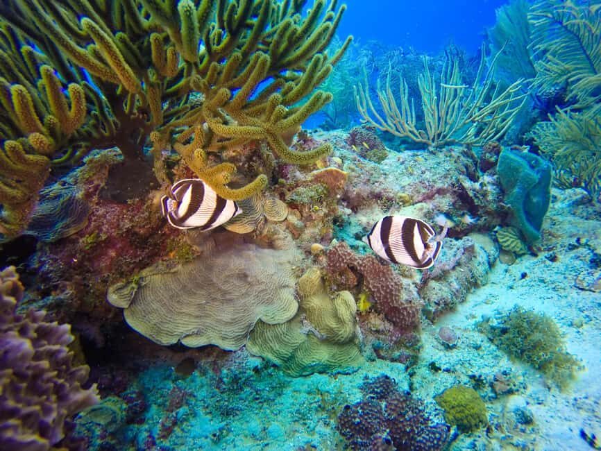 Punta Cana: Scuba Diving Adventure to Catalina Island - Price and value: is $155 per person worth it?