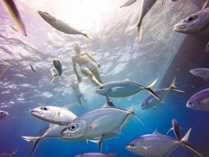 Punta Cana: Scuba Diving Adventure to Catalina Island - Who this Catalina Island scuba adventure is best for