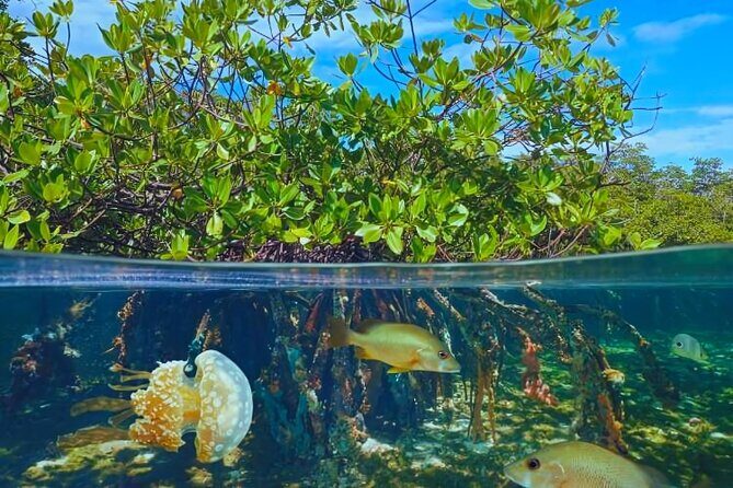Punta Cana Speed Boat to Saona Island with Lunch & Natural Pools - Sea turtles and snorkeling expectations: don’t assume in-water snorkeling