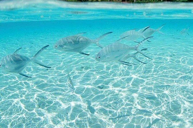 Punta Cana Speed Boat Tour and Snorkeling - What the $225 price really buys (and where extras show up)