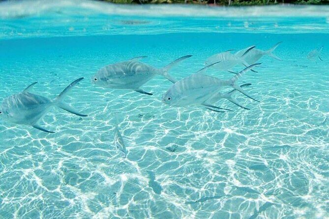 Punta Cana Speed Boat Tour and Snorkeling - Who should book this Punta Cana speedboat and snorkeling combo