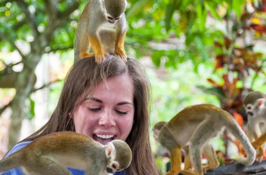 Punta Cana: Triple Jungle Adventure Park Tour with Tastings - Who this Punta Cana day fits best
