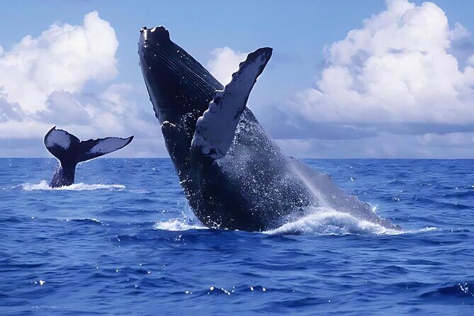 Punta Cana: Whale Watching and Bacardi Island Day Trip - Key points before you go