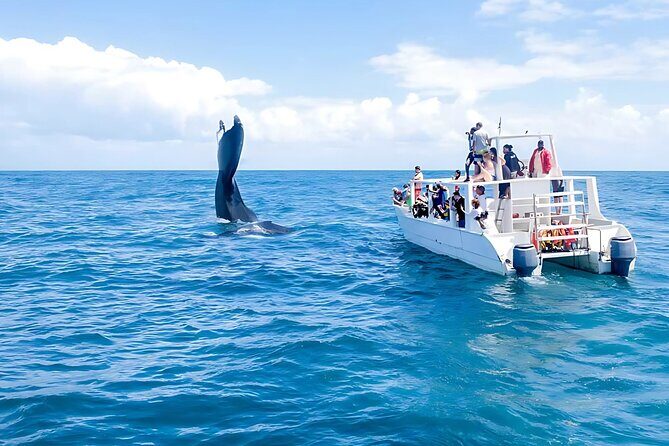 Punta Cana: Whale Watching and Bacardi Island Day Trip - On the water: what whale watching feels like in the sanctuary