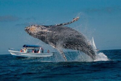 Punta Cana: Whale Watching and Bacardi Island Day Trip - Getting from Punta Cana to the dock: expect early starts and slow stretches