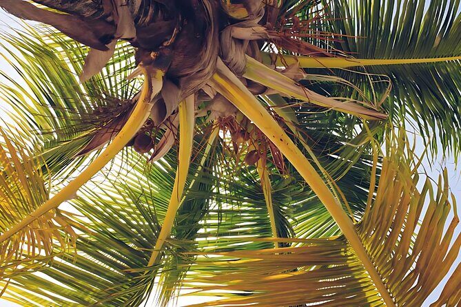 Punta Cana: Whale Watching and Bacardi Island Day Trip - What’s included (and what you’ll pay for on your own)