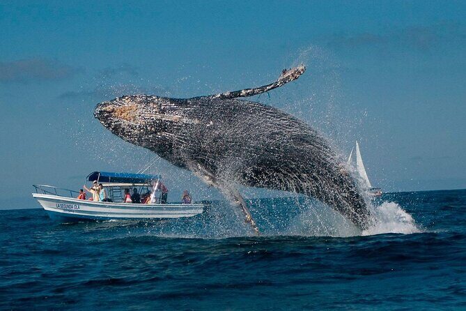 Punta Cana: Whale Watching and Bacardi Island Day Trip - Getting from Punta Cana to the dock: expect early starts and slow stretches