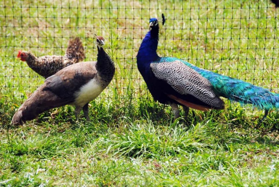 Punta Cana: Xploration Animal Park Bus Tour with Encounters - What’s Included vs Not Included (and Why It Matters for Value)