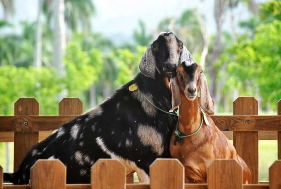 Punta Cana: Xploration Animal Park Bus Tour with Encounters - The Panoramic Bus Tour: Views First, Then Choose Your Pace