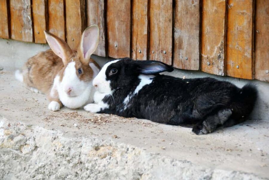 Punta Cana: Xploration Animal Park Bus Tour with Encounters - Feeding and Encounters: Fun, but Not Every Stop Is Long
