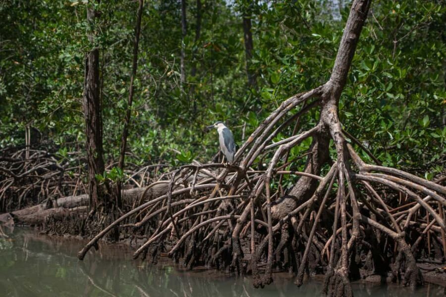 Sabana de la Mar: Los Haitises Guided Hike and Kayaking - Wildlife odds: why early morning is your best bet
