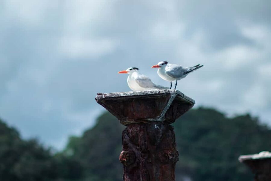 Sabana de la Mar: Los Haitises Guided Hike and Kayaking - Guides and group size: when Ignacio and José level up the day