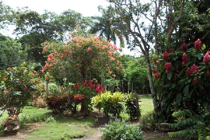 Safari Adventure - Full Day - From Punta Cana - Horseback Ride in the Jungle: Color, Birds, and the Reality Check