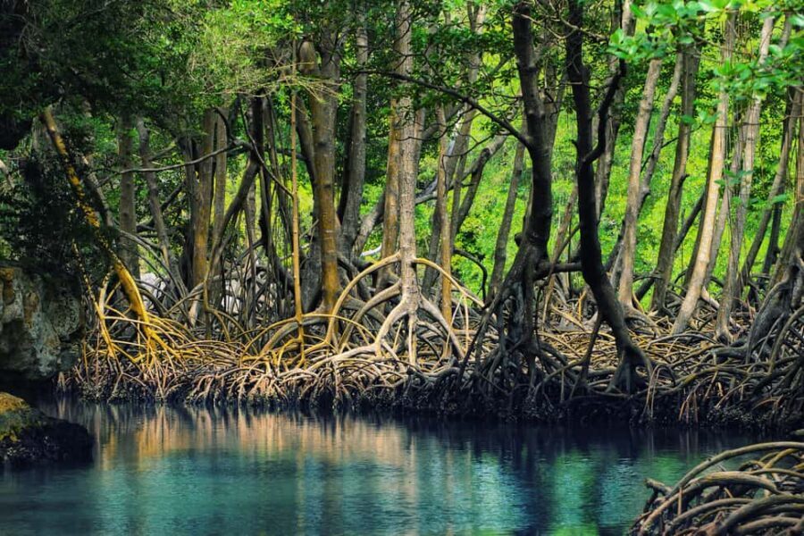 Samaná: City Tour + Los Haitises & Cayo Levantado Island - What You’re Really Buying: A Samana Nature + Cave-Art Combo Day