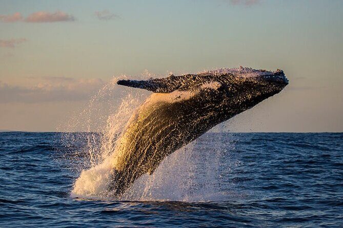 Samaná Experience Whale – The Lemon Waterfall & Bacardi Island - Key things I’d watch before you book